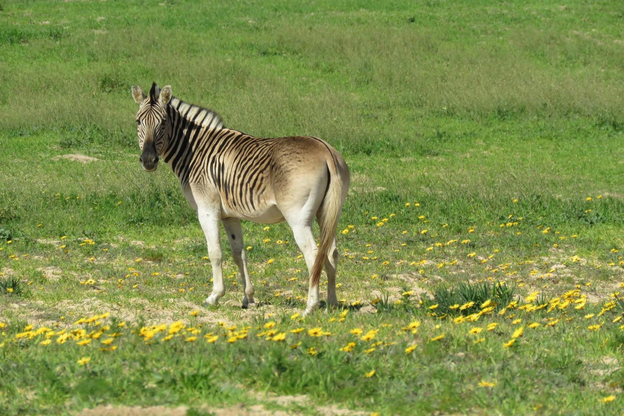 Lermitage Quagga Lodge - Chalets Velddrif Eksteriør bilde